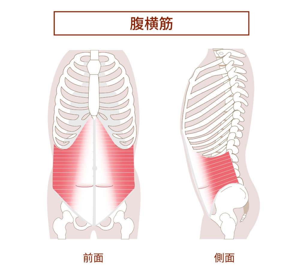 腹横筋　腹筋群の図説イラスト　横向きと正面図